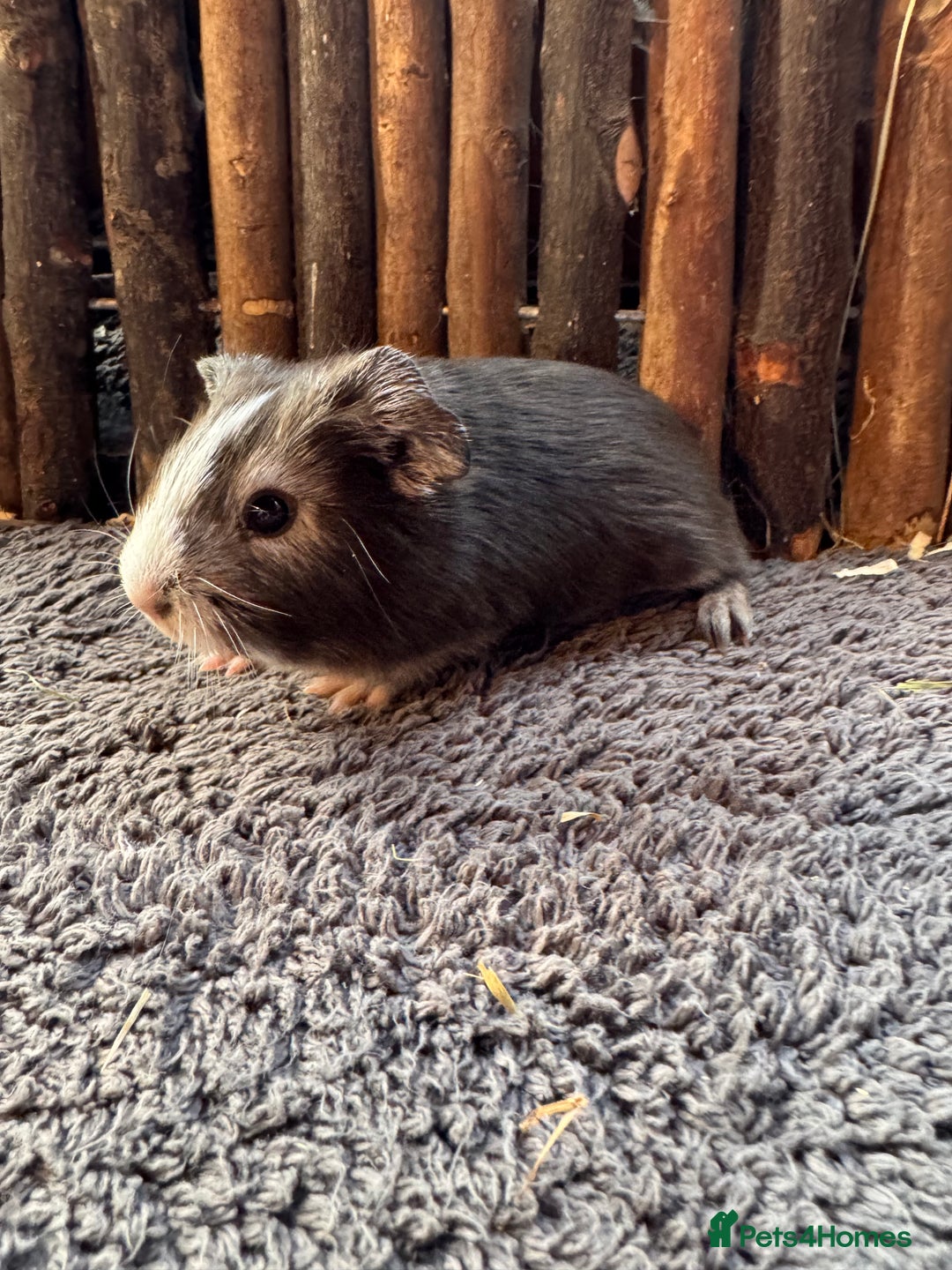Mouse rodents for sale: Baby Guinea Pigs - Image 5