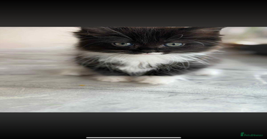 Ragdoll cats - Advert 6
