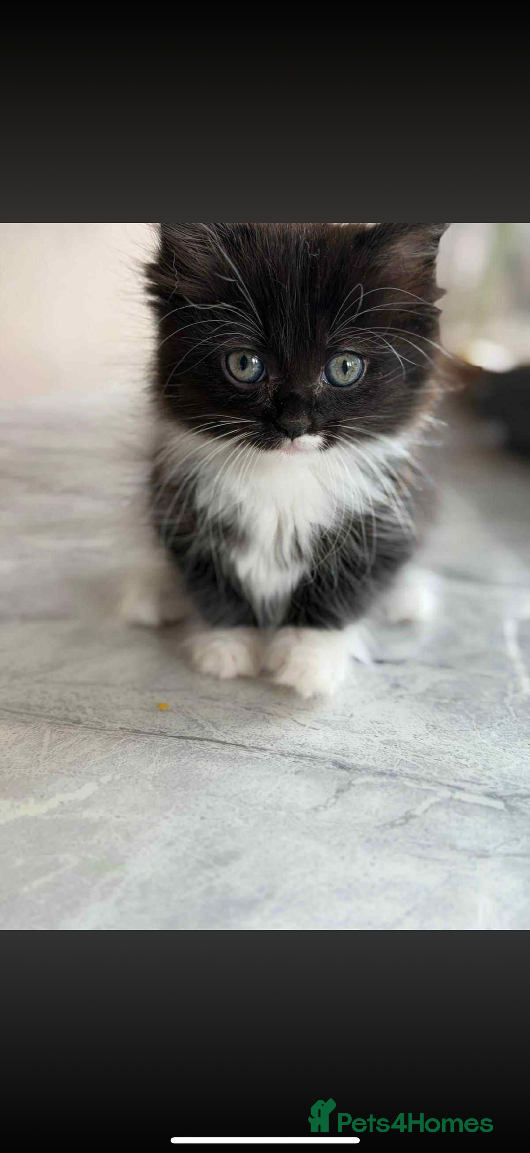 Ragdoll cats for sale: Ragdoll kittens  - Image 2