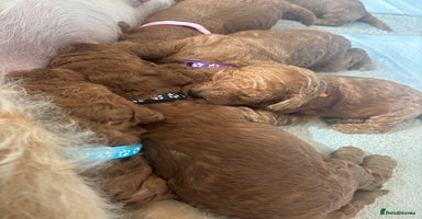 Labradoodle dogs - Advert 2