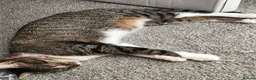 Mixed Breed cats for sale: Mixed tabby kittens for sale in Brentford - Advert 10