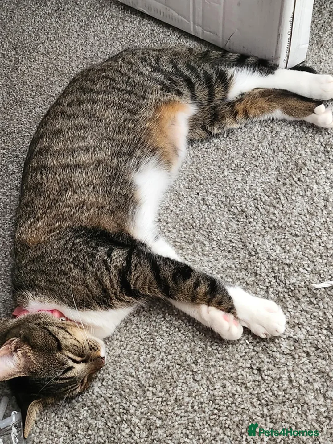 Mixed Breed cats for sale: Mixed tabby kittens for sale in Brentford - Advert 10