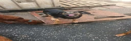 Mixed Breed dogs for sale: Border collie x hound/collie - Advert 6