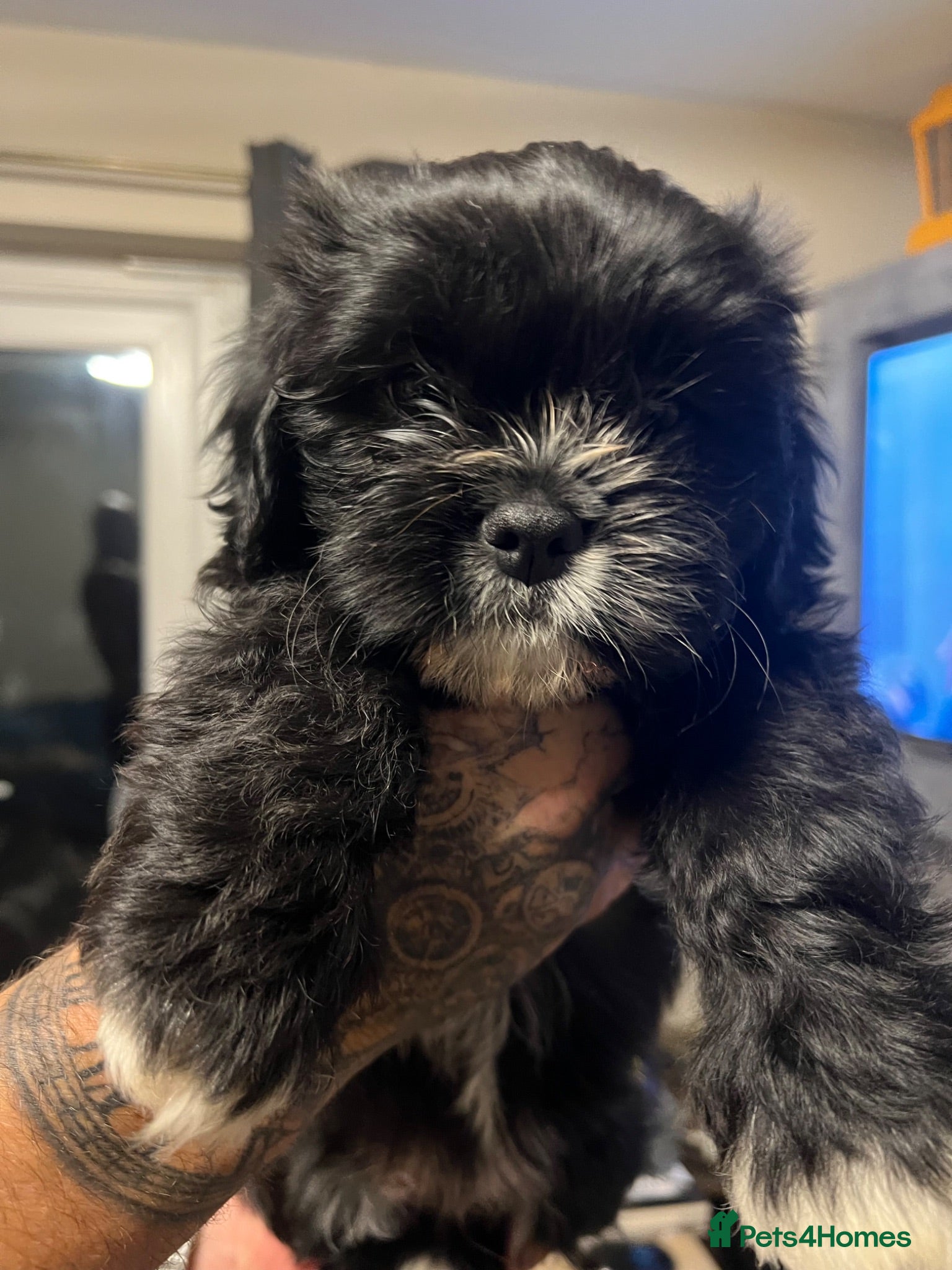 Cava Tzu dogs Gorgeous F1 Cava tzu puppies  - Advert 1