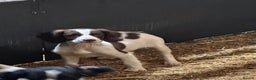 English Springer Spaniel dogs for sale: Springer spaniel pups for sale  - Advert 4
