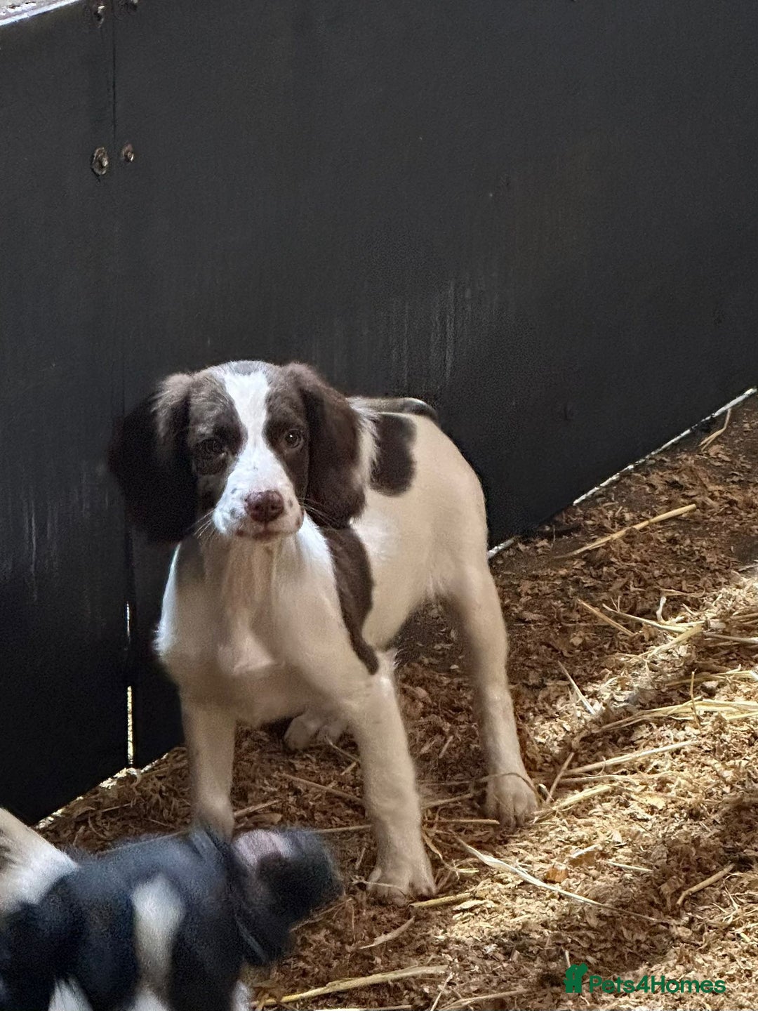 English Springer Spaniel dogs for sale: Springer spaniel pups for sale  - Advert 4