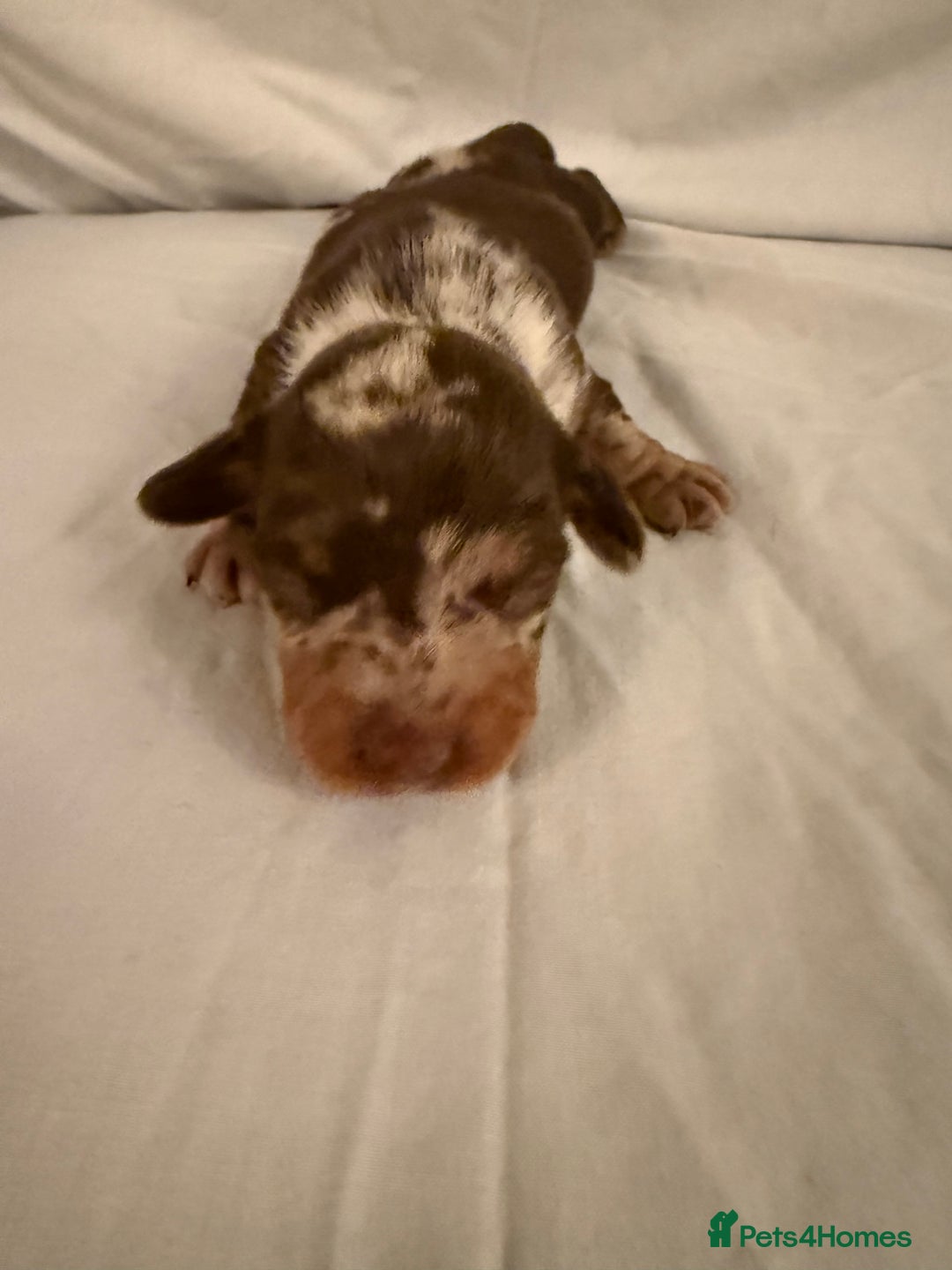 Dachshund dogs for sale: Miniature Dachshund puppies for sale - Advert 5