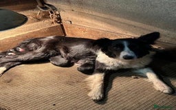 Border Collie dogs for sale: Beautiful border collie pup  - Image 3