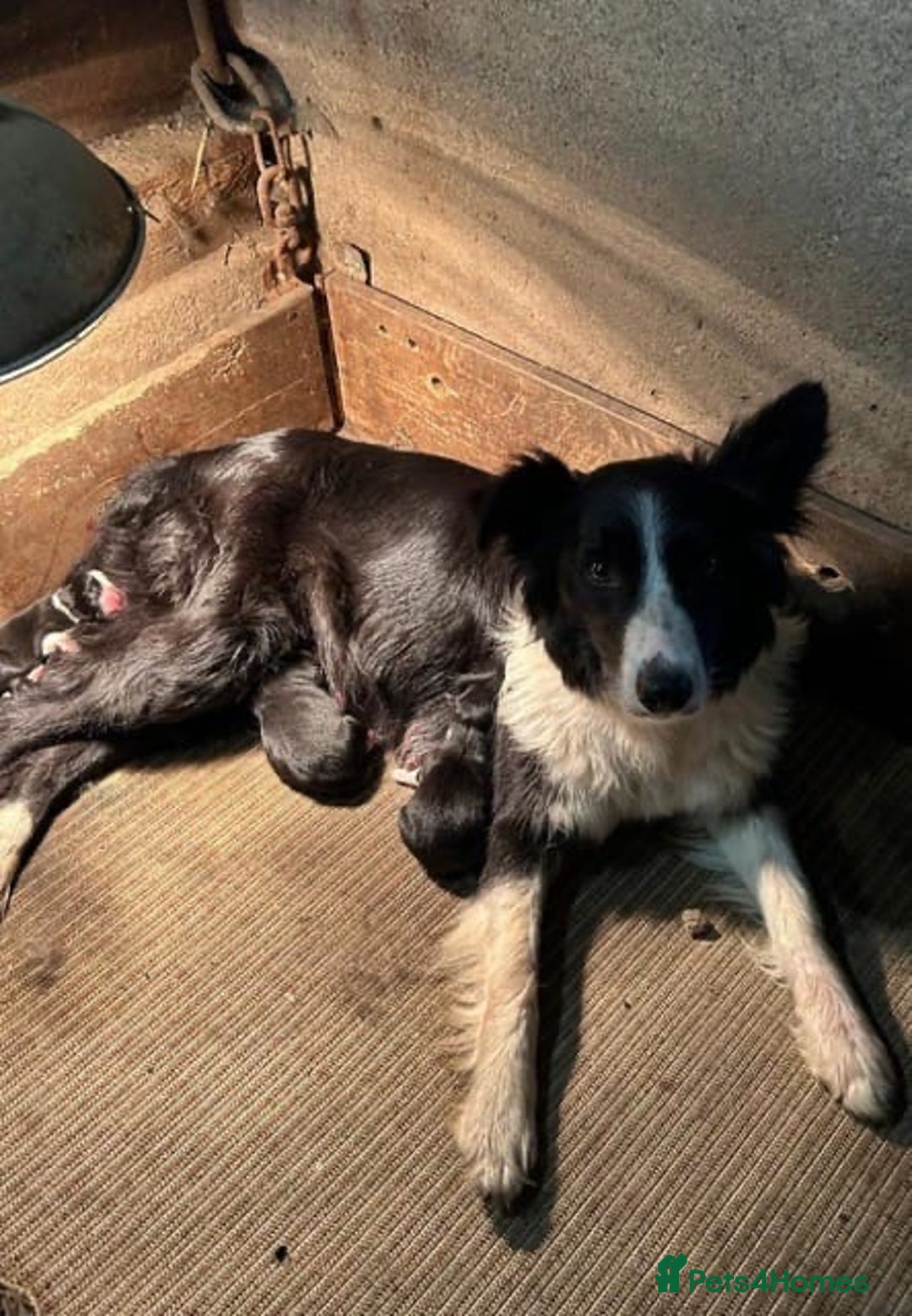 Border Collie dogs for sale: Beautiful border collie pup  - Image 3
