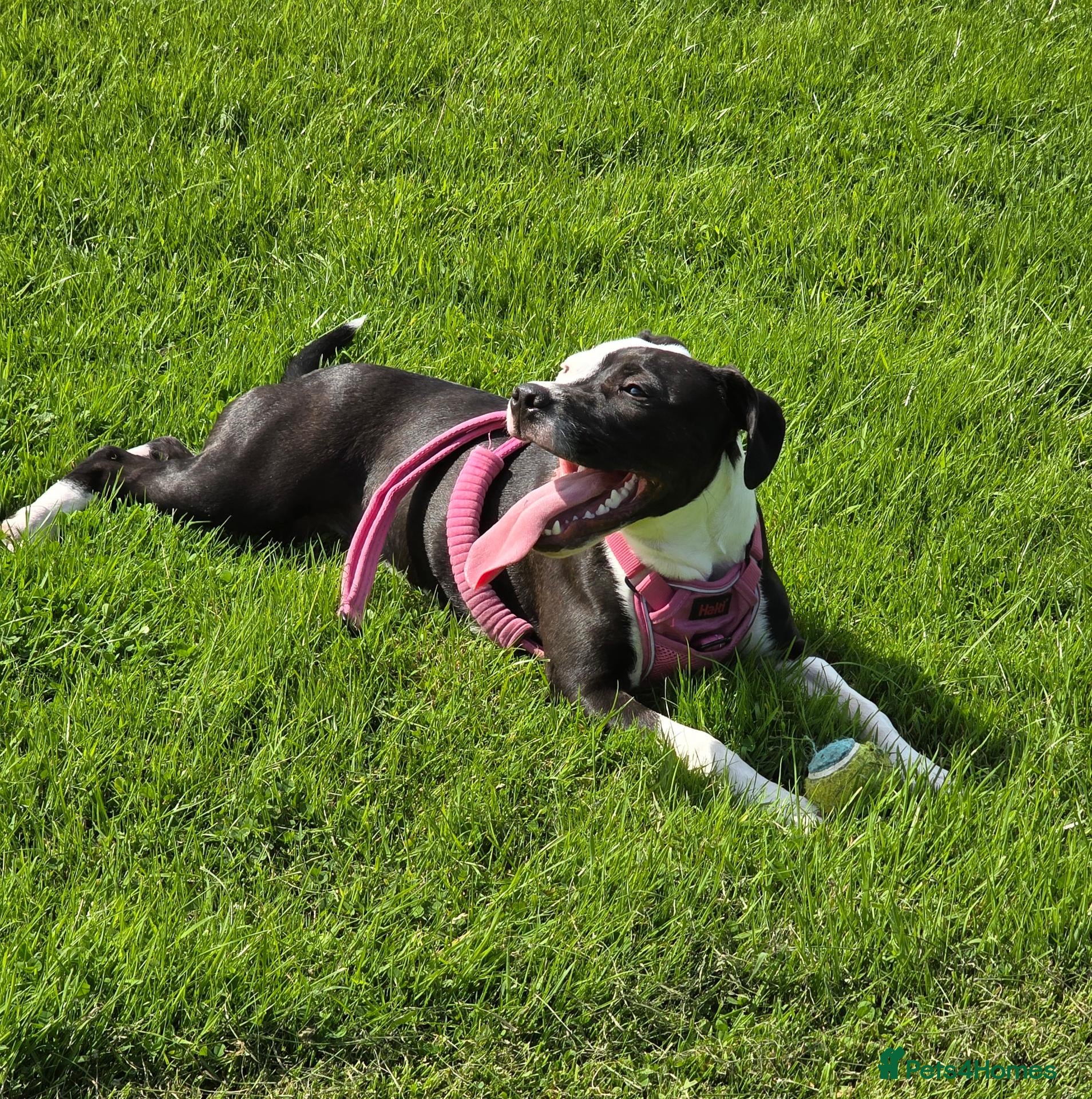 Staffordshire Bull Terrier dogs Luna  - Advert 2