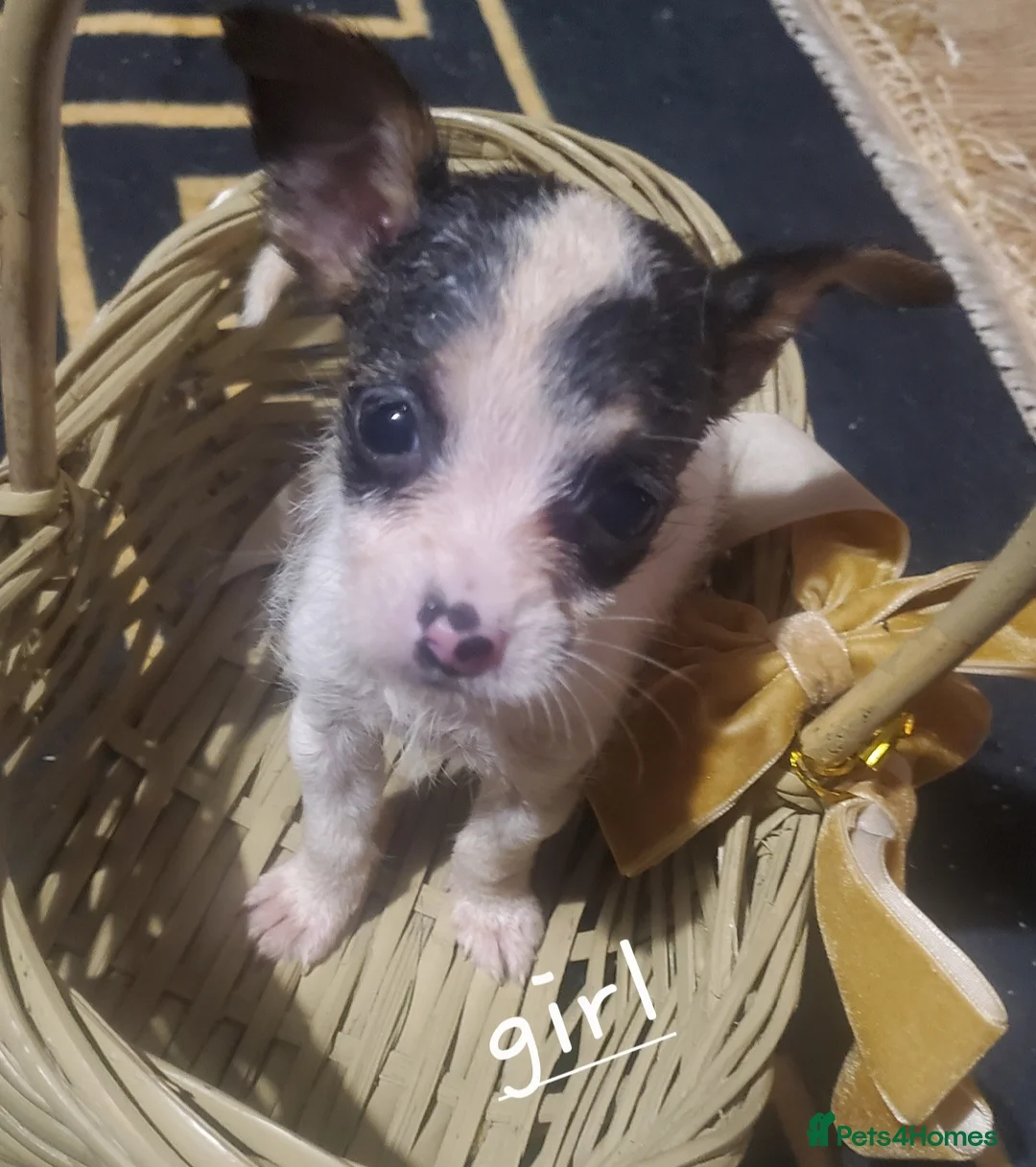 Jack Chi dogs for sale: Jack Chihuahua mix pups - Advert 3