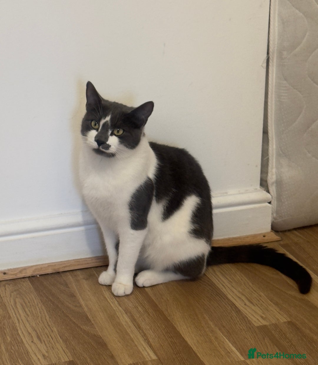 British Shorthair cats for sale: Female Cat - Advert 2