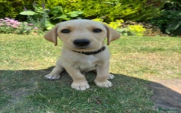 Labrador Retriever dogs for sale: Ready now KC reg Lab pups - health tested parents in Barnard Castle - Image 16