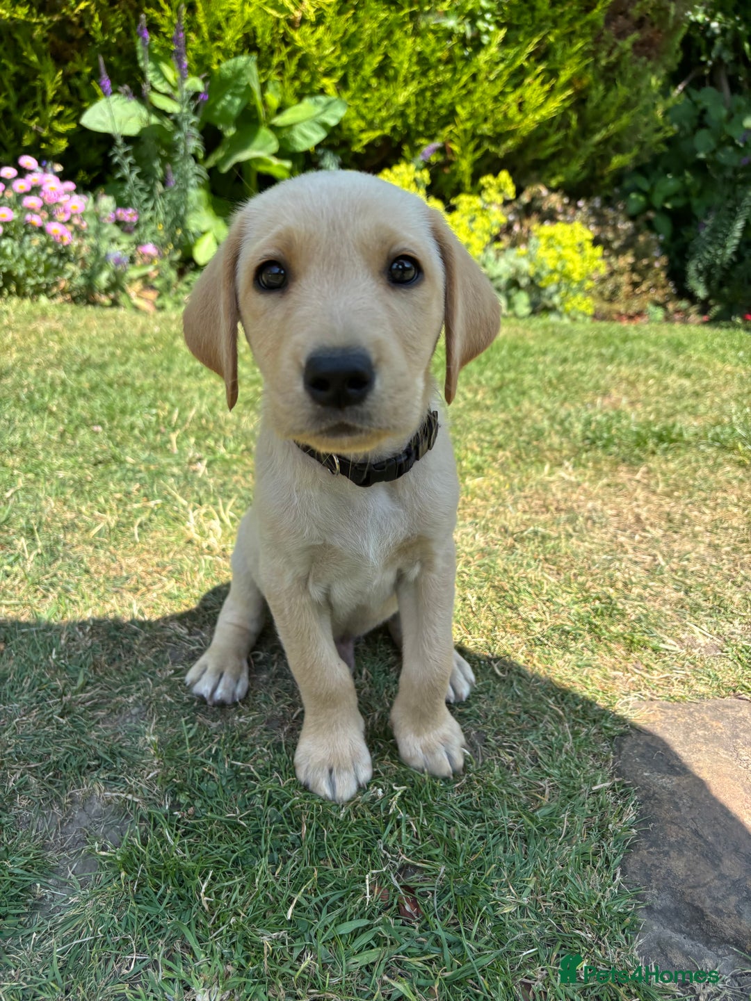 Labrador Retriever dogs for sale: Ready now KC reg Lab pups - health tested parents in Barnard Castle - Image 16