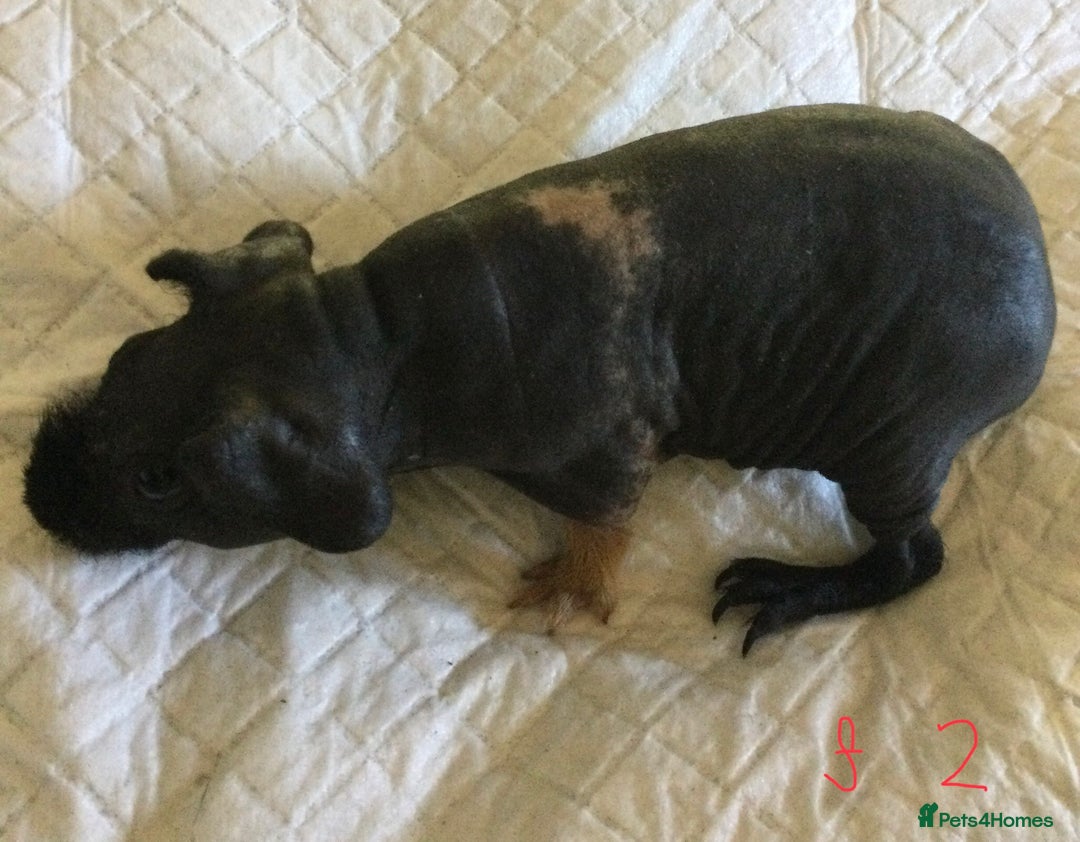 Guinea Pig rodents for sale:  skinny pigs  in Lewes - Image 21