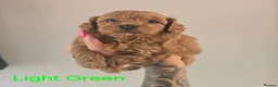 Cockapoo dogs for sale: Stunning F1BB Toy American Cockapoos - Advert 11