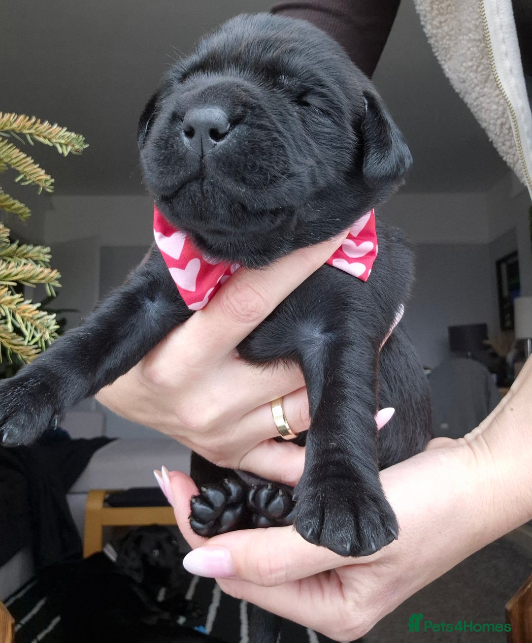 Labrador Retriever dogs for sale: Beautiful Puppies Looking for Loving Homes - Advert 5
