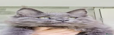 Maine Coon 3