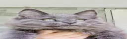 Maine Coon cats for sale: Maine coon kittens  - Advert 12