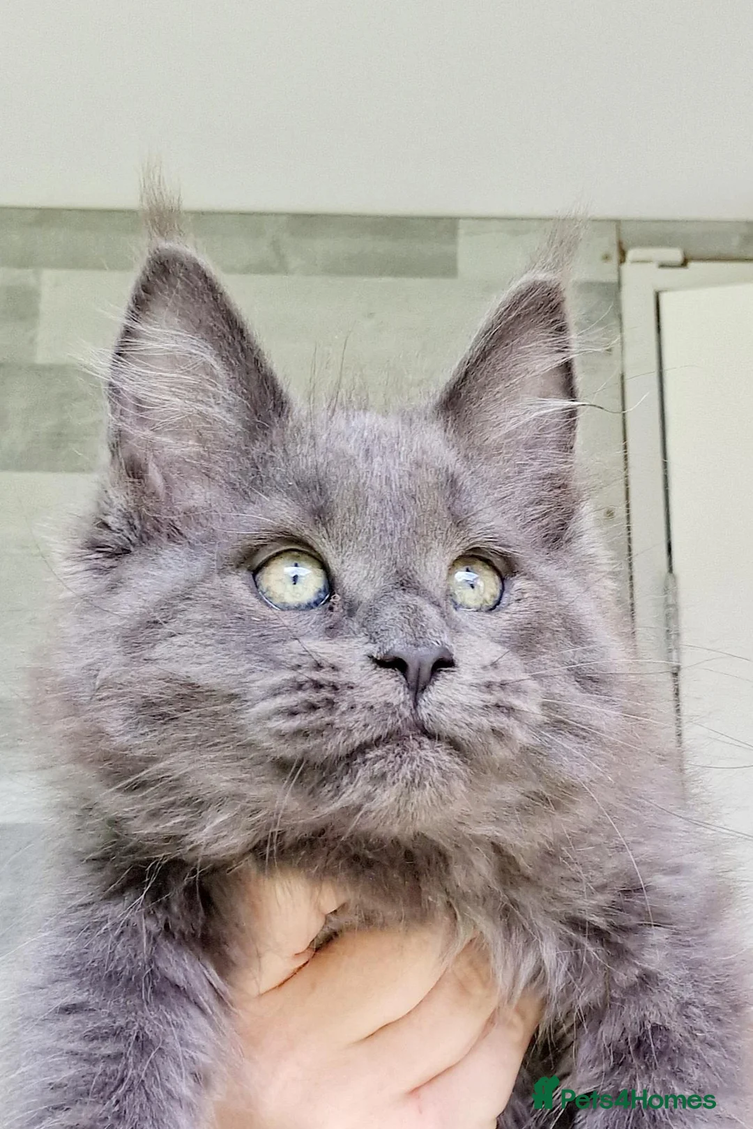 Maine Coon cats for sale: Maine coon kittens  - Advert 12
