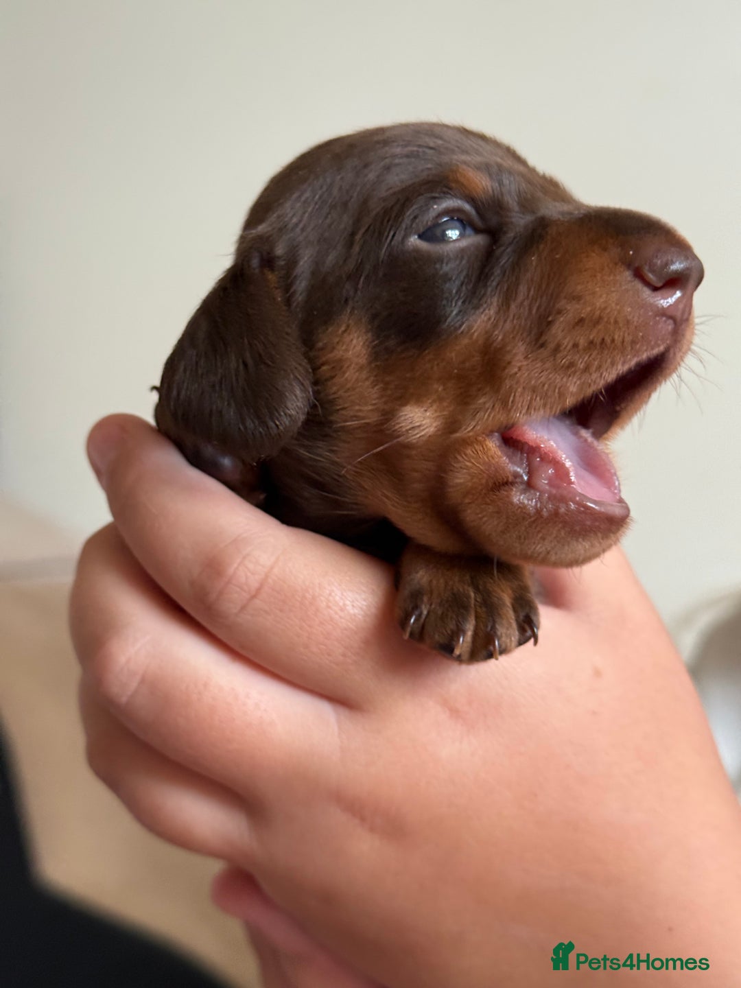 Miniature Dachshund dogs for sale: KC Miniature Dachshund puppies - Image 6