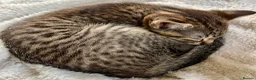 Bengal cats for sale: Glittery Bengal X With Famous References! - Advert 17