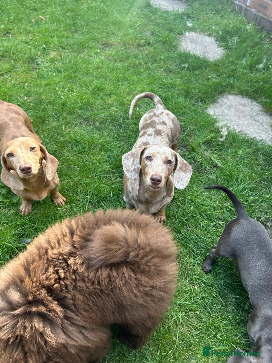 Miniature Dachshund dogs for sale: Perfect Tiny miniature dachshunds  - Advert 11