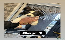 Saluki dogs for sale: Sulki / collie  - Advert 6