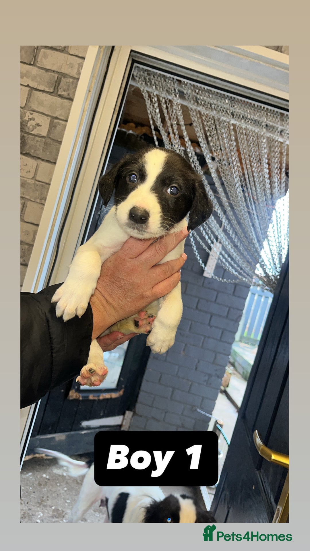 Saluki dogs for sale: Sulki / collie  - Advert 6