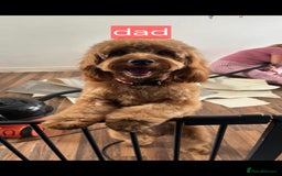 Cockapoo dogs for sale: Cockerpoos 1 boys left DROPPED 650 - Image 3