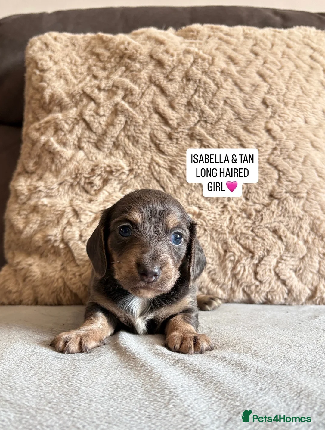 Miniature Dachshund dogs for sale: MINIATURE DACHSHUND PUPPIES🐾 - Advert 27