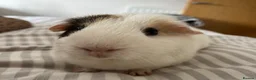 Guinea Pig rodents for sale: Male and female guinea pigs in Southampton - Advert 3