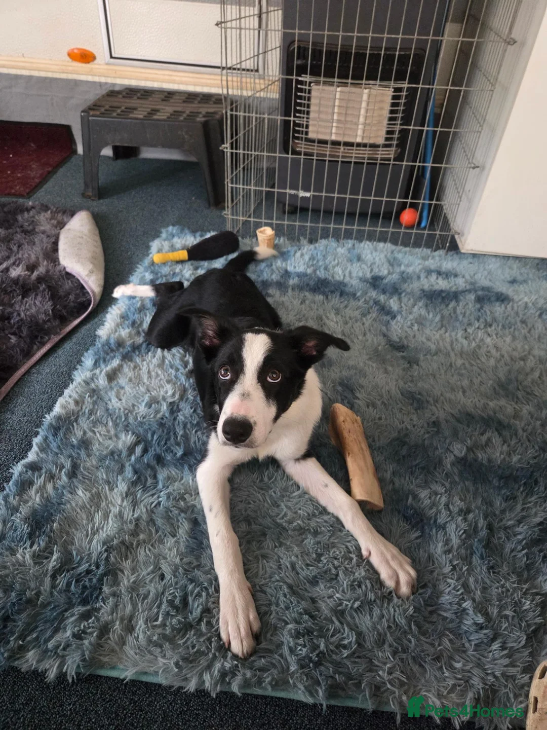 Border Collie dogs for sale: 5 month old boy  in Chester - Advert 2