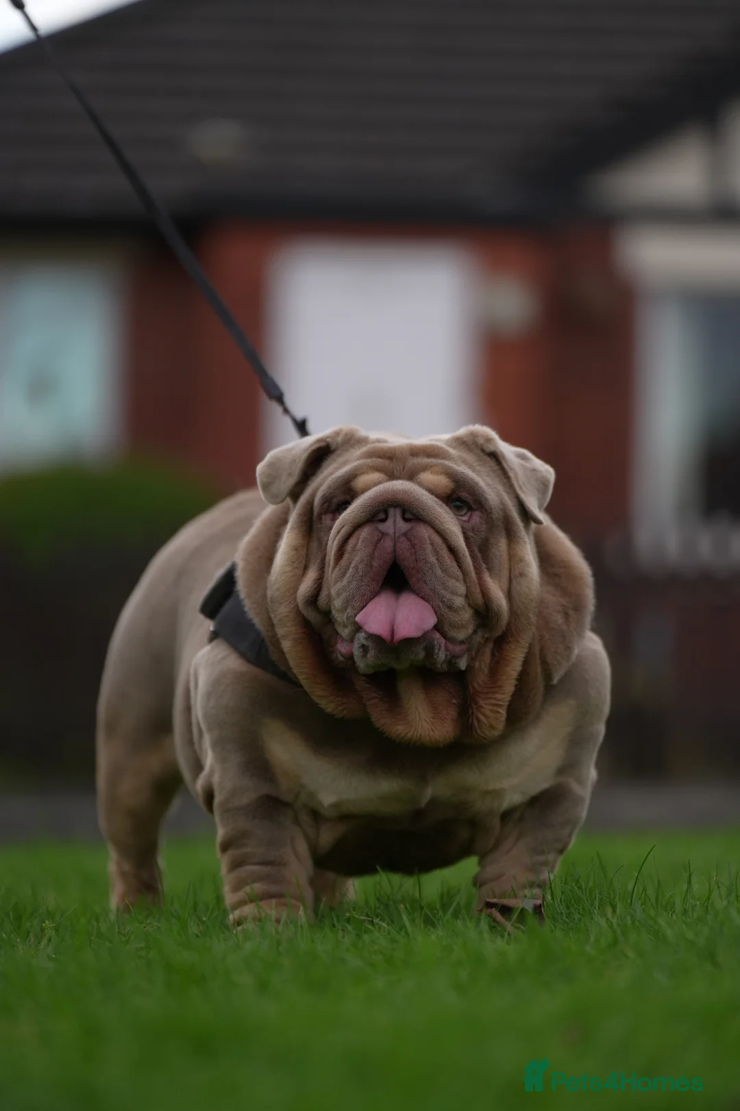 English Bulldog dogs for stud: Target man available for stud 🎯🎯 in Hyde - Advert 17