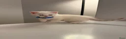 Scottish Fold cats for sale: ⭐️ 5 Beautiful Scottish Folds! ⭐️ - Advert 34