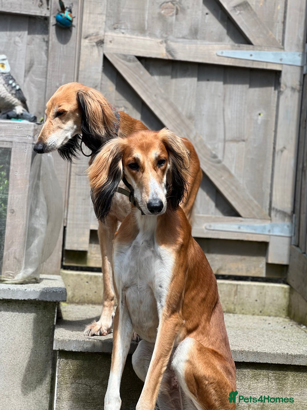 Saluki dogs for sale: 2 year old kc saluki male  - Image 4