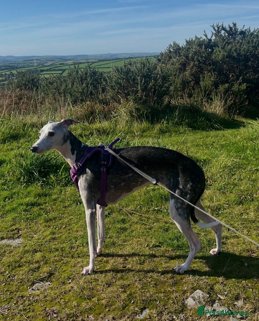 Mixed Breed dogs for sale: Italian Greyhound cross Whippet/Italian Greyhound  - Advert 1