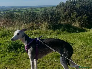 Mixed Breed dogs Italian Greyhound cross Whippet/Italian Greyhound - Advert 13