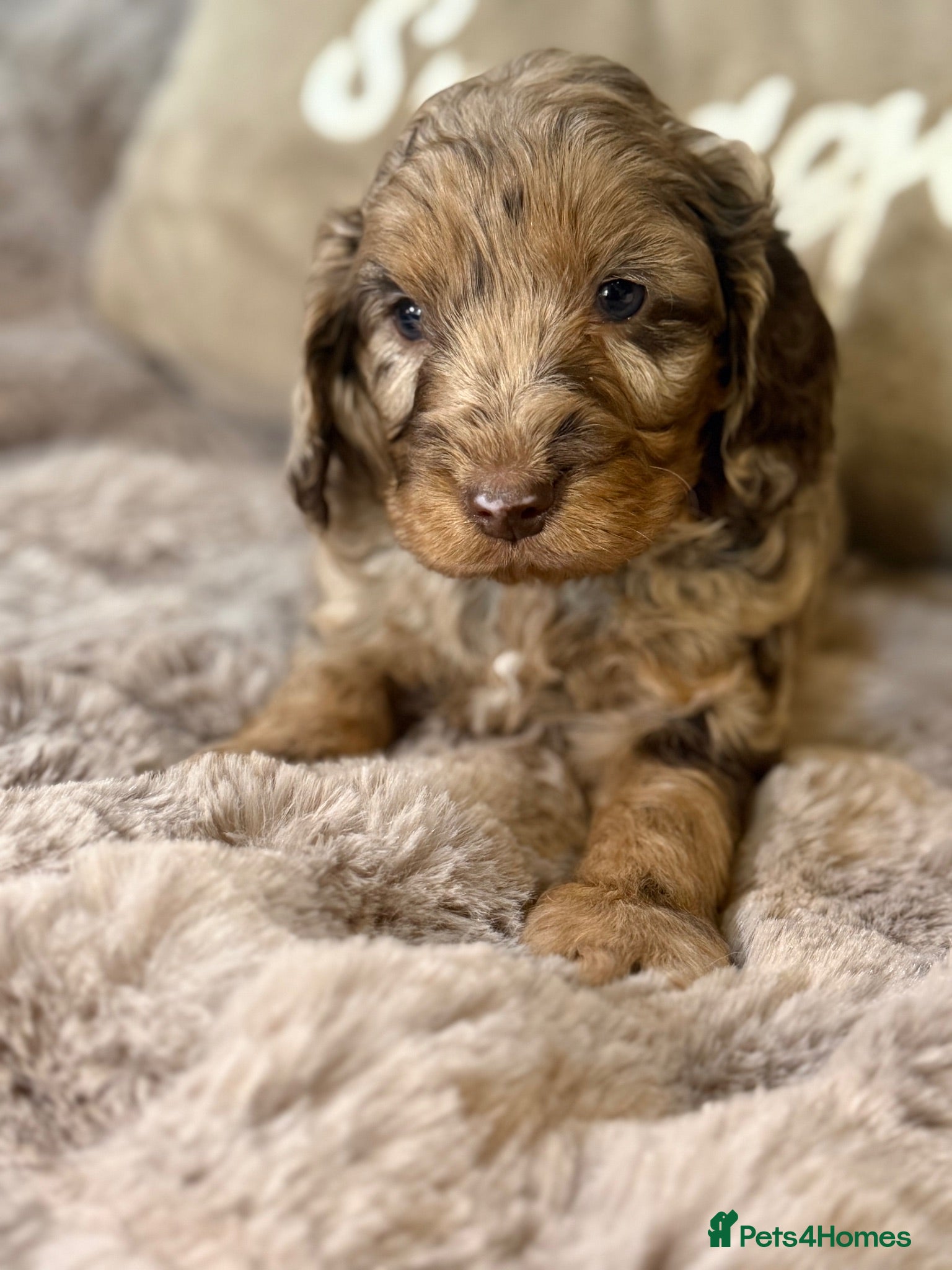 Cockapoo dogs Choc & Choc Merle F1 Cockapoo Boy - Advert 2