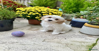 Cavachon dogs - Advert 5