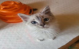 Ragdoll cats for sale:  ragdoll - Image 9