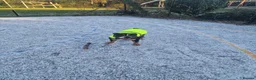 Mixed Breed dogs for sale: 3 year old bulldog mix in Holmfirth - Advert 5