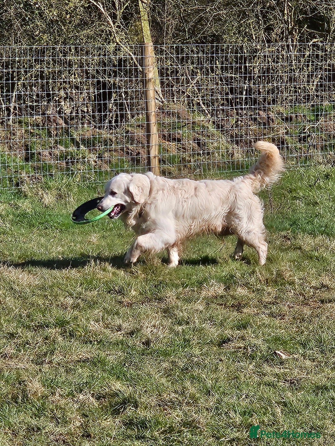 Golden Retriever dogs for sale: Looking for a loving home - Advert 5