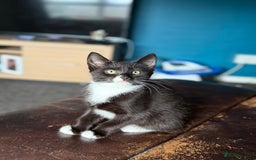 Mixed Breed cats for sale: Female kitten  - Image 1