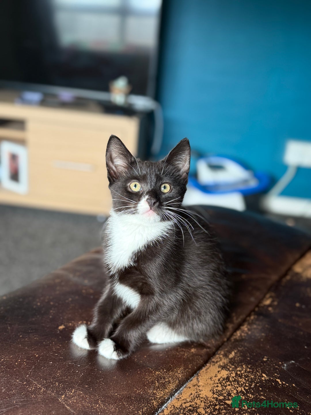 Mixed Breed cats for sale: Female kitten  - Image 1