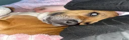 Staffordshire Bull Terrier dogs for sale: Rehoming  in Llanelli - Advert 4