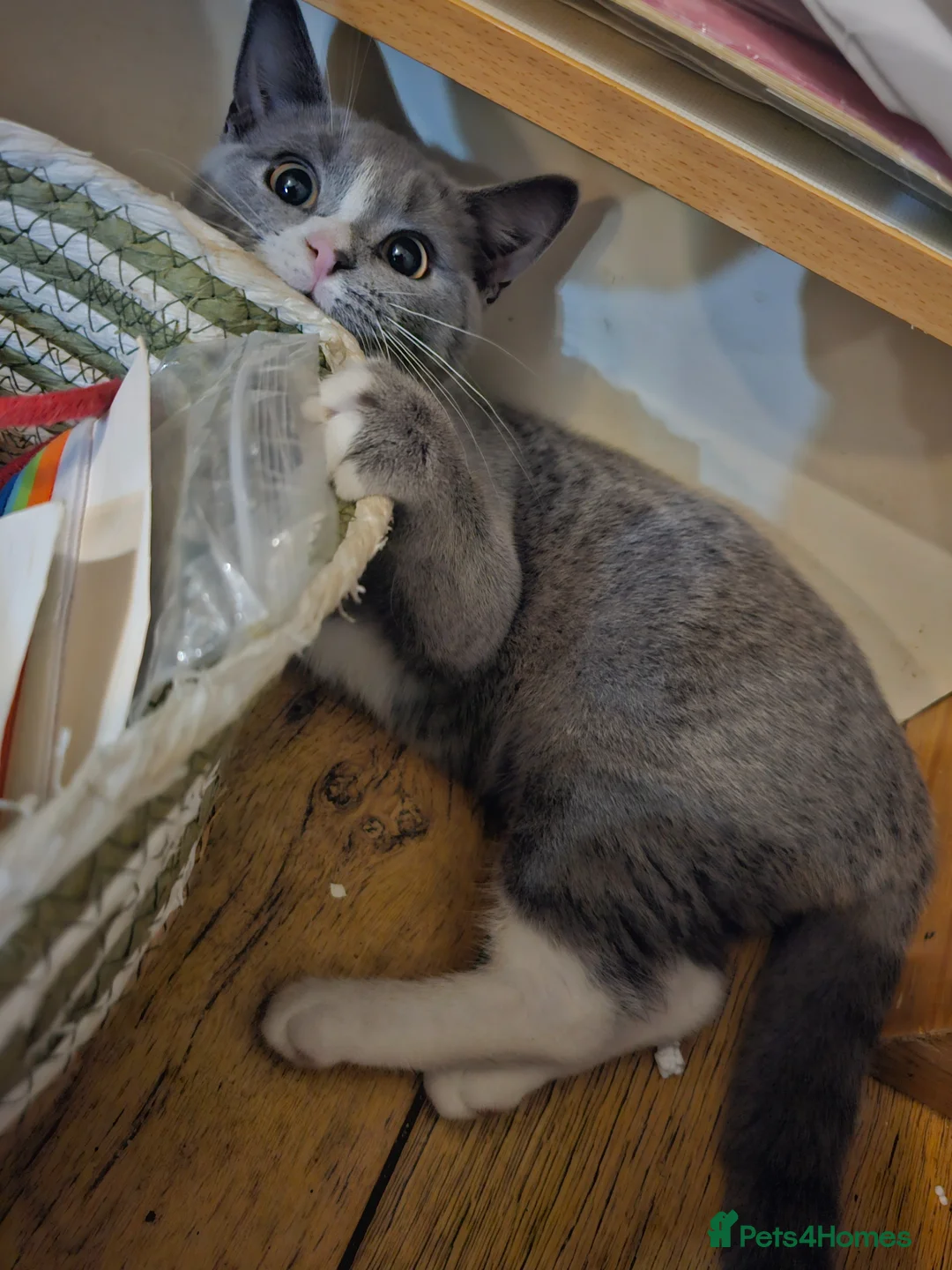 British Shorthair cats for sale: British Shorthair Cross black grey cheeky - Advert 2