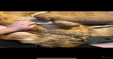 Cocker Spaniel dogs - Advert 4