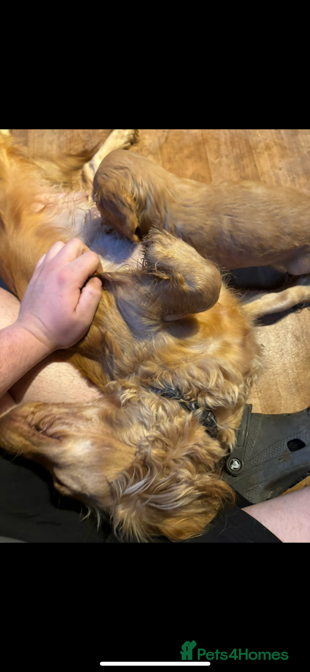 Cocker Spaniel dogs for sale: Cocker spaniel - Image 14
