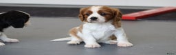 Cavalier King Charles Spaniel dogs for sale: Cavalier King Charles Puppies for sale - Advert 11